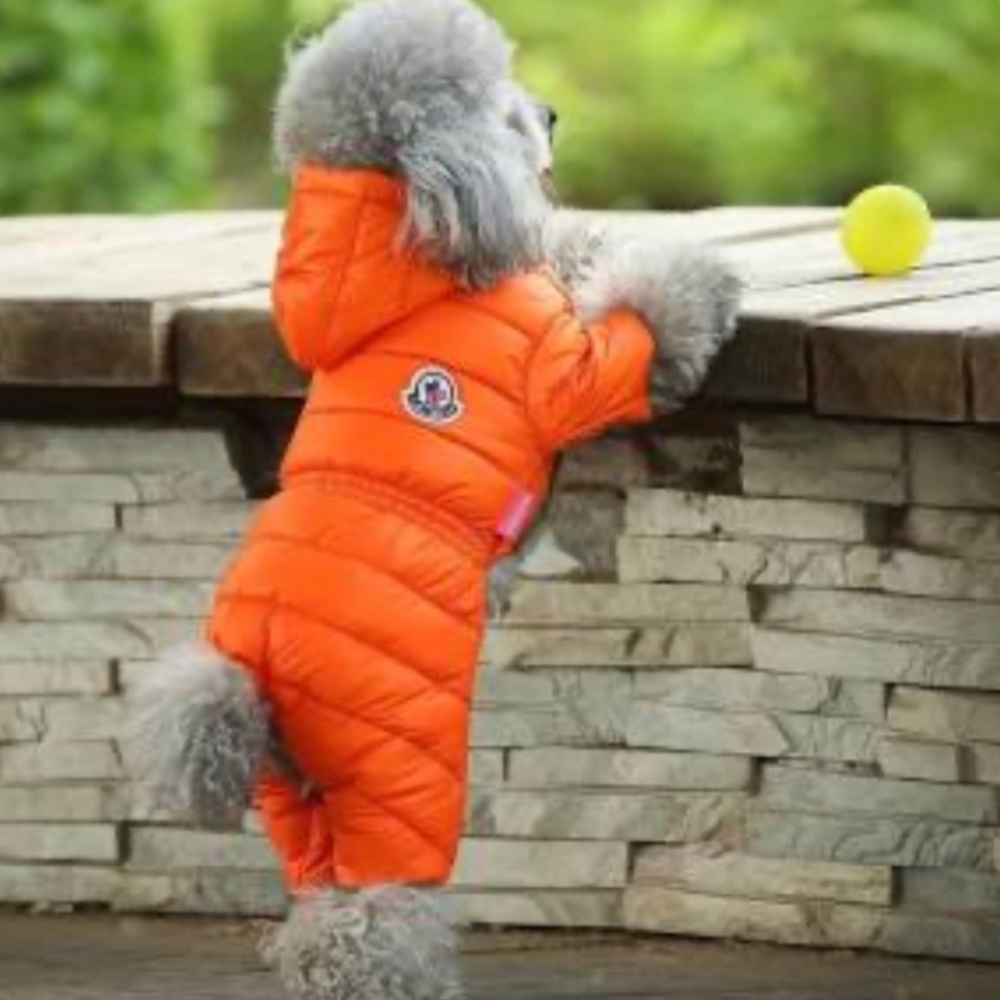 Moncler puffer coat for dogs
